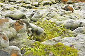 Détail du champ de lave "d'Eldhraun" - Islande