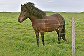Cheval islandais, unique au monde avec cinq allures: pas, trop, galop, amble et… tölt ! - Islande
