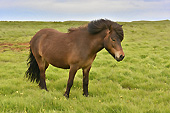 Cheval islandais, unique au monde avec cinq allures: pas, trop, galop, amble et… tölt ! - Islande