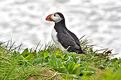 Macareux Moine (Fratercula Arctica) - Également surnommé "Perroquet de mer" - Islande