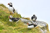 Macareux Moine (Fratercula Arctica) - Également surnommé "Perroquet de mer" - Islande