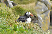 Macareux Moine (Fratercula Arctica) - Également surnommé "Perroquet de mer" - Islande