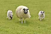 Brebis avec deux moutons - Islande