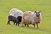 Bouc avec une brebis et deux moutons - Islande