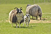 Bouc avec une brebis et un mouton - Islande