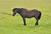 Cheval islandais, unique au monde avec cinq allures: pas, trop, galop, amble et… tölt ! - Islande