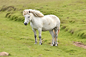 Cheval islandais, unique au monde avec cinq allures: pas, trop, galop, amble et… tölt ! - Islande