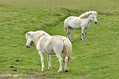 Chevaux islandais, uniques au monde avec cinq allures: pas, trop, galop, amble et… tölt ! - Islande
