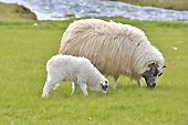 Brebis avec un mouton - Islande