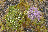 Silène acaule (Silene acaulis) dans le "Landmannalaugar" - Islande