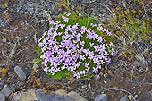 Silène acaule (Silene acaulis) dans le "Landmannalaugar" - Islande