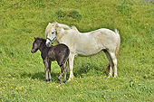 Cheval islandais avec son poulain, unique au monde avec cinq allures: pas, trop, galop, amble et… tölt ! - Islande