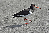 Huîtrier pie (Haematopus ostralegus) se promenant dans une rue de la ville - Rekjavik - Islande