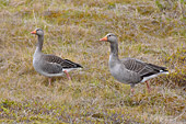 Oies à bec court (Anser brachyrhynchus) - Parc National de "Thingvellir" - Islande