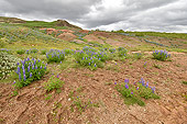 Site géothermique de "Geysir" - Fleurs de Lupin (Lupinus nootkatensis) - Islande