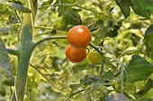 Serre de la ferme de "Fridheimar" - Tomates cerises - Islande