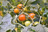 Serre de la ferme de "Fridheimar" - Tomates cerises - Islande