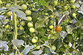 Serre de la ferme de "Fridheimar" - Tomates cerises - Islande