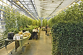 Serre de la ferme de "Fridheimar" - Restaurant dans la serre - Islande