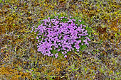 Péninsule de "Snæfellsnes" - Silène acaule (Silene acaulis) - Islande