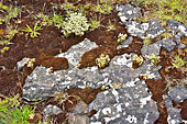 Péninsule de "Snæfellsnes" - Dryade à huit pétales (Dryas octopetala) - Islande