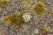 Péninsule de "Snæfellsnes" - Dryade à huit pétales (Dryas octopetala) - Islande