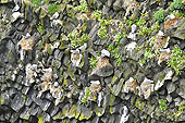 Péninsule de "Snæfellsnes" - Paroi d'une falaise de "Lóndrangar" servant de perchoir aux mouettes tridactyles - Islande