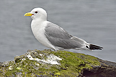 Péninsule de "Snæfellsnes" - Falaises de "Lóndrangar" - Mouette tridactyle (Rissa tridactyla) - Islande
