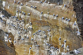 Péninsule de "Snæfellsnes" - Paroi d'une falaise de "Lóndrangar" servant de perchoir aux mouettes tridactyles - Islande