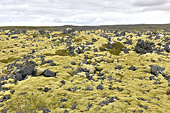 En route à travers les champs de lave vers la plage de "Djúpalónssandur" - Islande