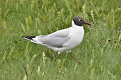 Mouette rieuse (Chroicocephalus ridibundus) est une espèce d'oiseaux de la famille des Laridae - Akureyri - Islande