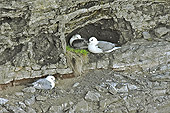 Mouettes rieuses (Chroicocephalus ridibundus) est une espèce d'oiseaux de la famille des Laridae - Lac Myvatn - Islande