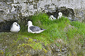 Mouettes rieuses (Chroicocephalus ridibundus) est une espèce d'oiseaux de la famille des Laridae - Lac Myvatn - Islande