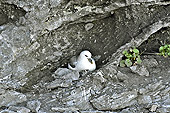 Mouette rieuse (Chroicocephalus ridibundus) est une espèce d'oiseaux de la famille des Laridae - Lac Myvatn - Islande