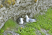 Mouettes rieuses (Chroicocephalus ridibundus) est une espèce d'oiseaux de la famille des Laridae - Lac Myvatn - Islande