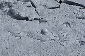 Marmite d’eau et de boue bouillonnante à 100°C - Solfatares de "Námafjall" - Islande