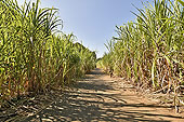 Plantation de cannes à sucre - La Réunion