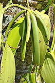 Gousse de vanille - La Réunion