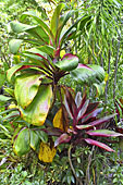 Cordyline (Cordyline fruticosa) également appelé "Langue de femme" - La Réunion
