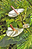 Anthurium (Anthurium blanc) - La Réunion