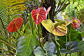 Anthurium (Anthurium rouge et jaune) - La Réunion