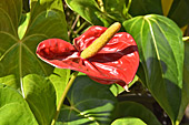 Anthurium (Anthurium rouge) ou Langue de feu - La Réunion