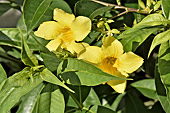 Allamanda jaune (Allamanda cathartica) - La Réunion