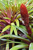 Gingembre rouge (Alpinia purpurata) - La Réunion