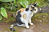 Chat errant dans le jardin de la "Maison Folio" à Hell Bourg - La Réunion