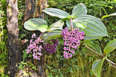 Bougainvillier (Bougainvillea) - La Réunion