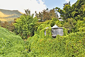 Ancienne case créole envahie par des "Chouchous" (Légume de la famille des cucurbitacés que l'on appelle aussi chayote en France métropolitaine) à Hell Bourg - La Réunion