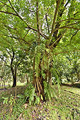 Forêt tropicale à Bois-Blanc et Gros Piton - La Réunion