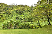 Forêt tropicale à Bois-Blanc et Gros Piton - La Réunion