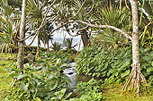 Vue sur l'Anse des Cascades à travers la forêt tropicale - La Réunion